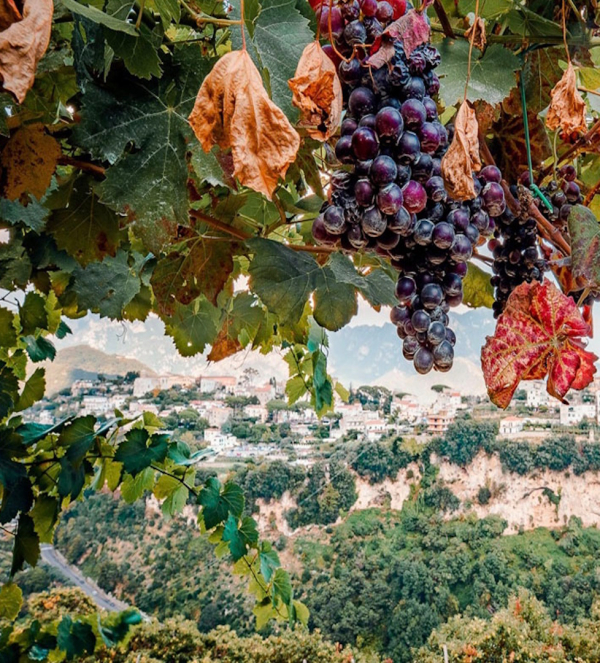 Vineyard view over Ravello on the Amalfi Coast with grapes in foreground and scenic Mediterranean landscape